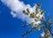 Spring landscape, apple blossoms in the garden