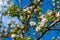 Spring landscape, Apple tree flowers. Beautiful spring blooming