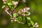 Spring landscape, Apple tree flowers. Beautiful spring blooming