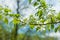 Spring landscape, Apple tree flowers. Beautiful spring blooming