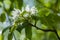 Spring landscape, Apple tree flowers. Beautiful spring blooming