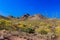 Spring landscape Arizona`s Sonoran desert. Saguaro, ocotillo, prickly pear, cholla cacti and creosote buhes.