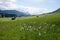 Spring landscape in the bavarian alps, meadow with bog cotton and pasture with huts
