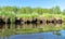 Spring landscape with a beautiful calm river, green trees and grass on the river bank, peaceful reflection in the river water