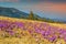 Spring landscape and beautiful crocus flowers in the glade,Romania