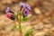 Spring landscape. Blooming Lungwort close-up. Blurred background