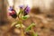 Spring landscape. Blooming Lungwort close-up. Selective focus