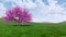 Spring landscape with blooming sakura cherry tree 4K