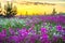 Spring landscape with blooming wild flowers in meadow and sunrise