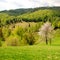 Spring landscape with blossomed tree