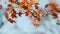 Spring landscape - a blossoming maple with bright orange leaves against the blue sky.