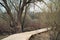 Spring landscape. boardwalk through dried marshland among bare trees and bushes in overcast weather
