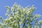 Spring landscape, branches of white flowers of fruit trees on a background of sky