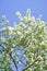 Spring landscape, branches of white flowers of fruit trees on a background of sky