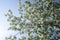 Spring landscape, branches of white flowers of fruit trees on a background of sky