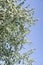 Spring landscape, branches of white flowers of fruit trees on a background of sky