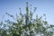 Spring landscape, branches of white flowers of trees on a background of blue sky