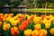 Spring landscape,  colorful fresh tulips blooming in famous Hangzhou garden, CHINA