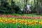 Spring landscape, colorful fresh tulips blooming in famous Hangzhou garden, CHINA
