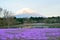 Spring Landscape of colorful Shibazakura flower fields with Mount Fuji in Japan