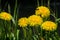Spring landscape, dandelion flowers bright yellow on the lawn. D