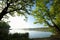 spring landscape at dawn oak trees covered with fresh leaves the edge of lake on a sunny morning against blue sky right side photo