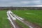 Spring landscape with an earth road between agricultural winter crops fields