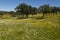 Spring landscape of extremadura