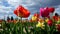Spring landscape in a field of multicolored tulips