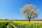 Spring landscape with field of rapeseed and cherry tree in sunny day.