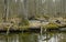 Spring landscape of first in old stand of Bialowieza forest