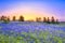 Spring landscape with  flowering blue flowers in meadow