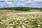 Spring landscape with flowering flowers on meadow