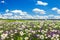 Spring landscape with flowering flowers on meadow