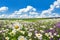 Spring landscape with flowering flowers on meadow