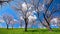 Spring landscape. flowering trees.