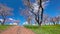 Spring landscape. flowering trees.