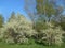 Spring landscape flowering trees