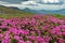 Spring landscape. Flowers carpet with Rhododendron bloomed at high altitude - Rodnei Mountains, landmark attraction in Romania