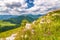 Spring landscape with flowery meadows and the mountain peaks