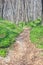 Spring landscape with forest footpath and white wild flowers wood anemone