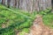 Spring landscape with forest footpath and white wild flowers wood anemone