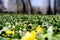 Spring landscape with forest glade, green grass and yellow flowers