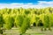 Spring landscape. Forest with young bright green foliage in the trees against the blue sky and bright sun