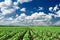 Spring landscape, green field with vegetable seedling bush and blue cloudy sky