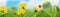 Spring landscape. Green grass and yellow dandelions. 3d vector panorama