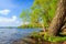 Spring landscape. Green trees on lake shore in springtime