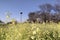 Spring landscape Isolated tree, yellow flowers, blue sky.