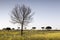 Spring landscape Isolated tree, yellow flowers, blue sky.