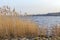 Spring landscape with lake overgrown with reeds near the coast, nature background with dry reed grass